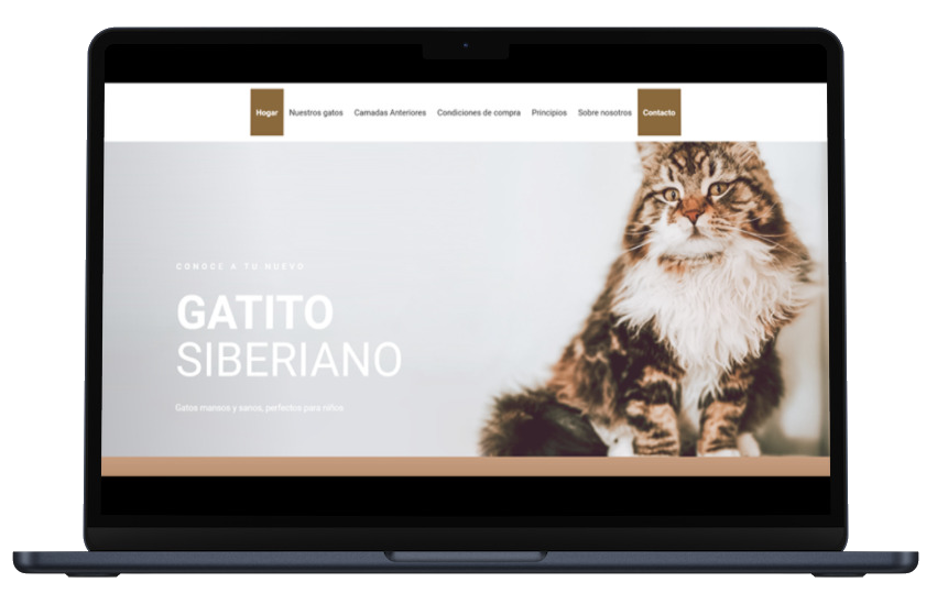 Gatito Siberiano